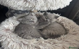 British Shorthair cats for sale: BEAUTIFUL BRITISH SHORT AND LONG HAIR KITTENS - Image 9