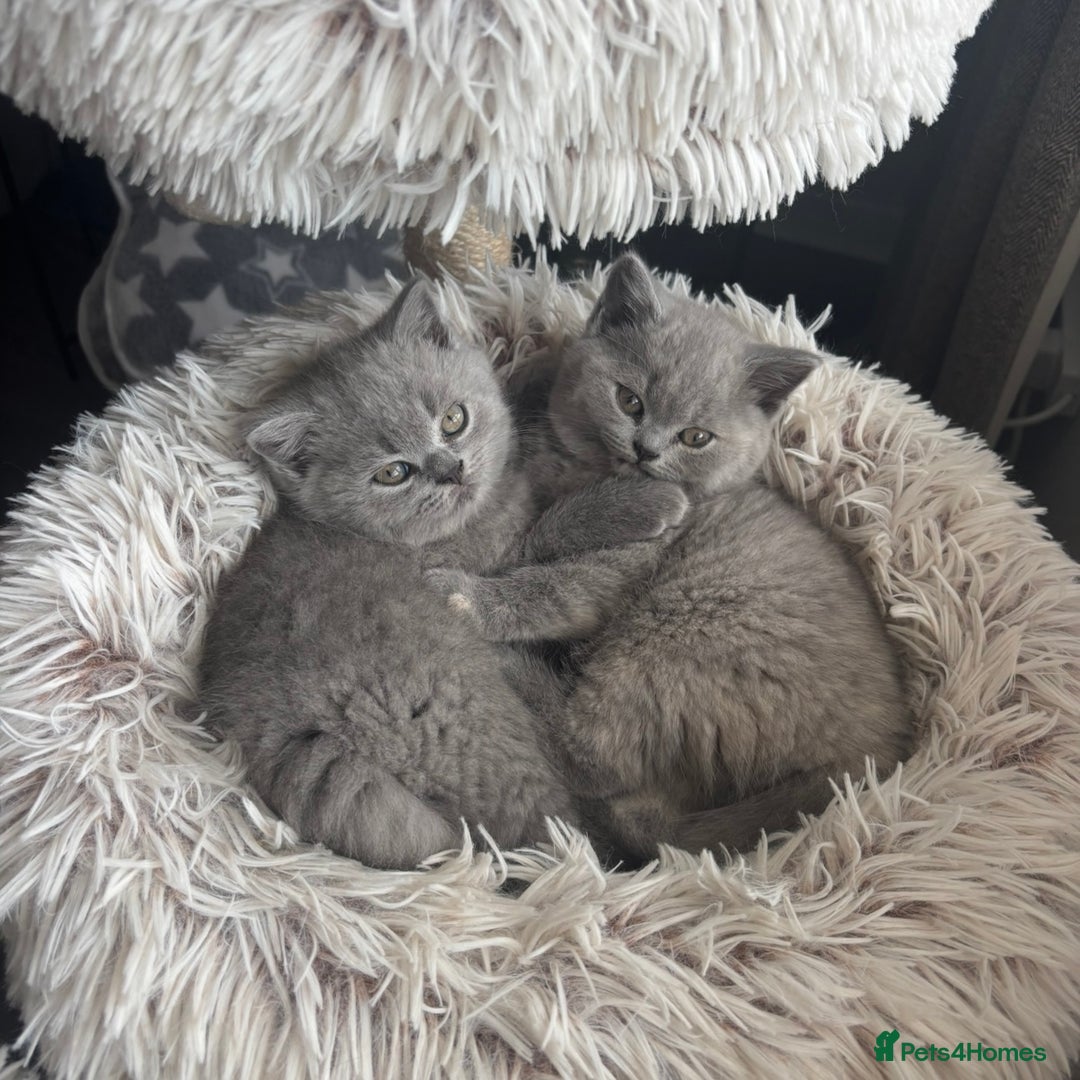 British Shorthair cats for sale: BEAUTIFUL BRITISH SHORT AND LONG HAIR KITTENS - Image 9