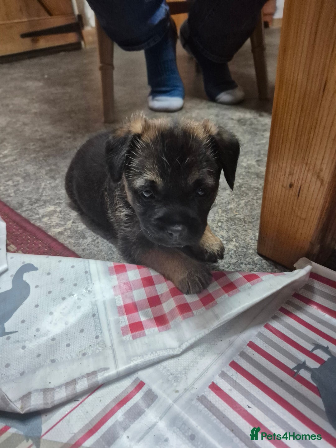 Border Terrier dogs for sale: Adorable Border Terrier pups for sale  - Advert 7