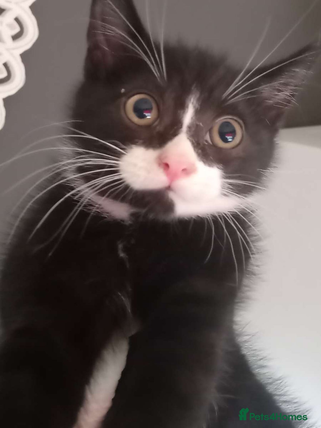 British Shorthair cats for sale: Kittens ready for their forever homes now - Image 1