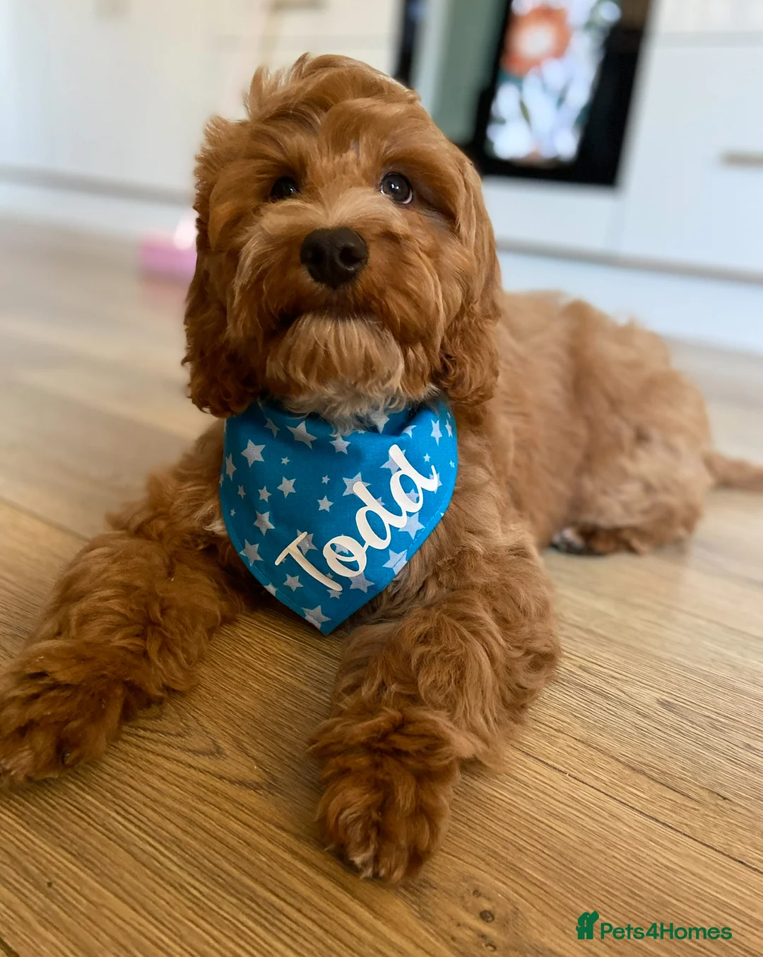 Cockapoo dogs for stud: Proven F1 apricot Cockapoo stud!  in Plymouth - Advert 5