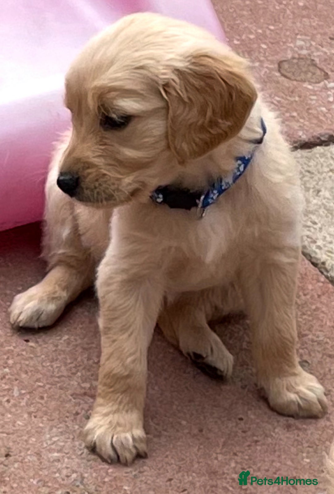 Golden Retriever dogs for sale: Rare & wonderful petite golden retrievers - Image 23