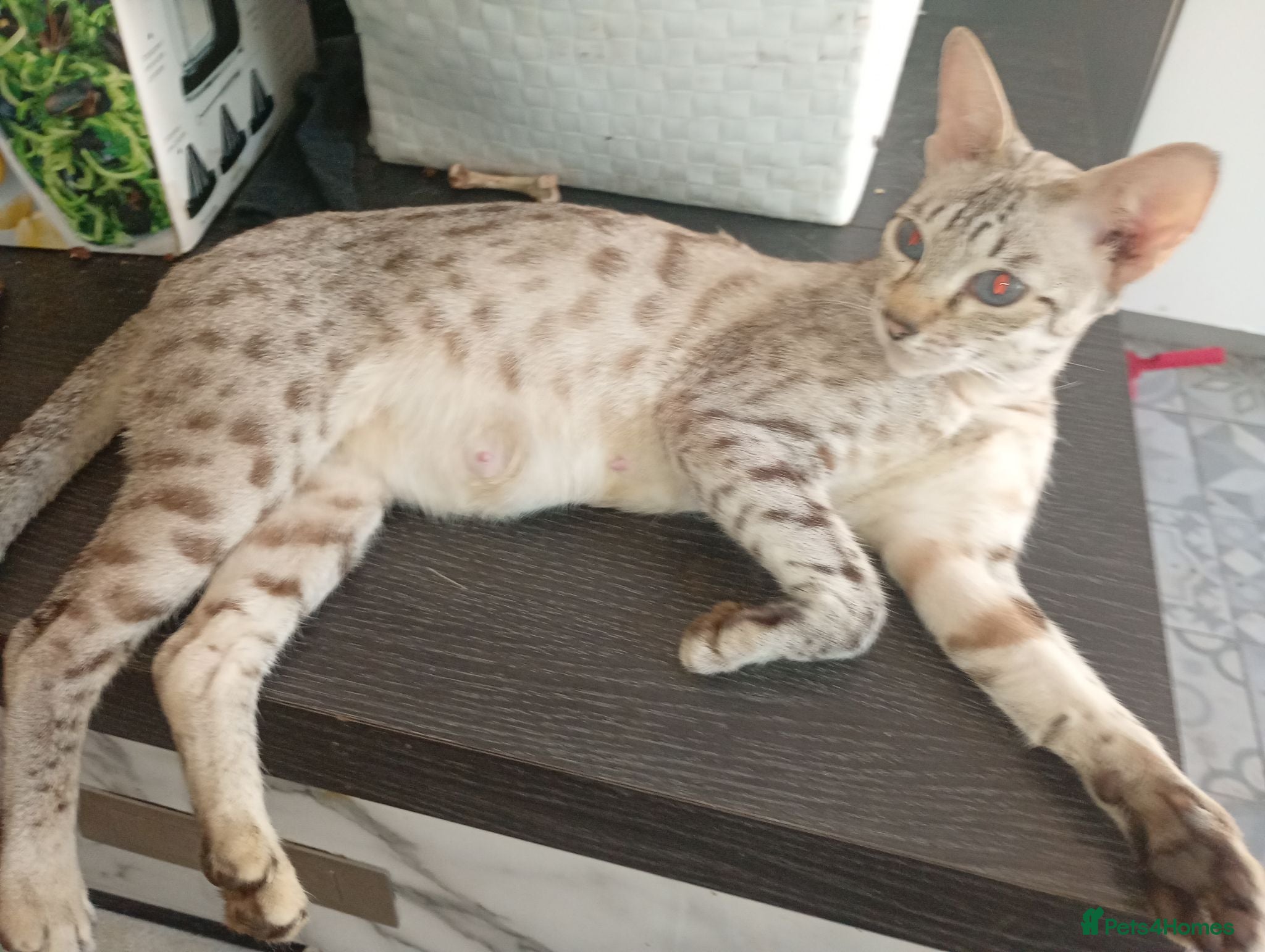 Savannah cats SAVANNAH KITTENS READY FOR NEW HOME - Advert 1