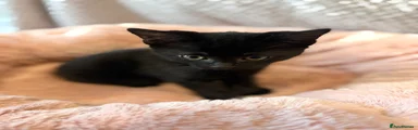 Kitten 2