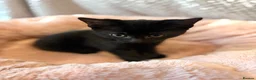 Domestic Shorthair cats for sale: Kittens for sale  - Advert 5