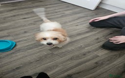 Shihpoo dogs for sale: Shihpoo female 5 years old - Advert 2