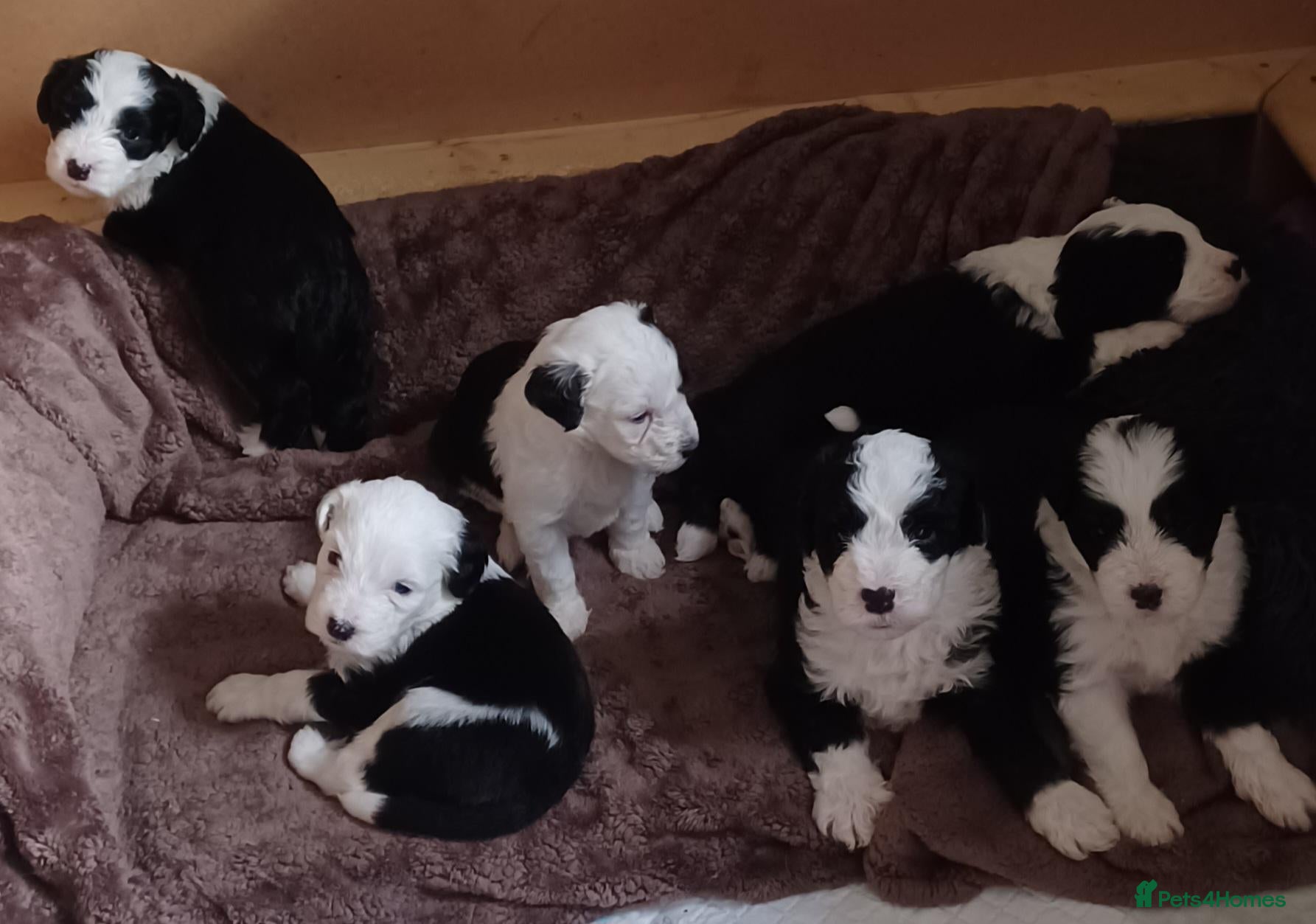 Mixed Breed dogs Beautiful Old English Sheepdog/Bernedoodle Puppies - Advert 2