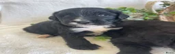 Bernedoodle dogs for sale: STUNNING BERNEDOODLES - Advert 3
