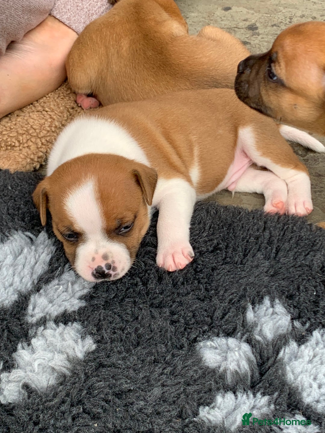 Staffordshire Bull Terrier dogs for sale: Stunning Red Staffy puppies KC top bloodlines - Image 22