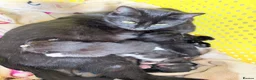 American Shorthair cats for sale: Beautiful kittens  - Advert 1