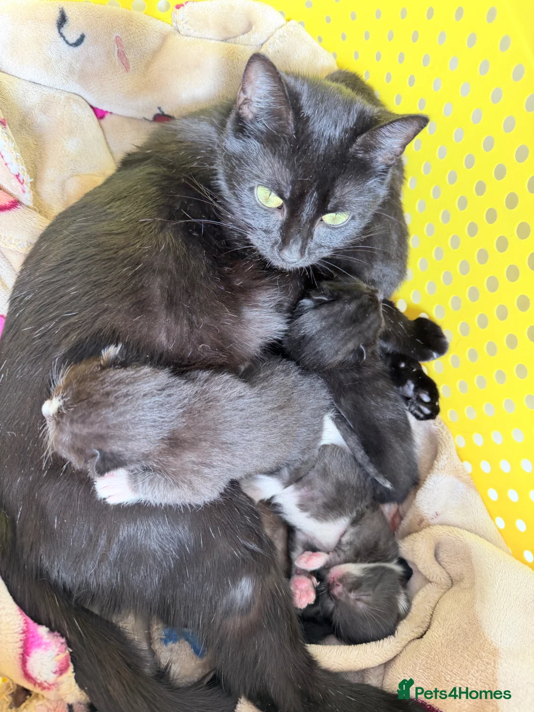 American Shorthair cats for sale: Beautiful kittens  - Advert 1