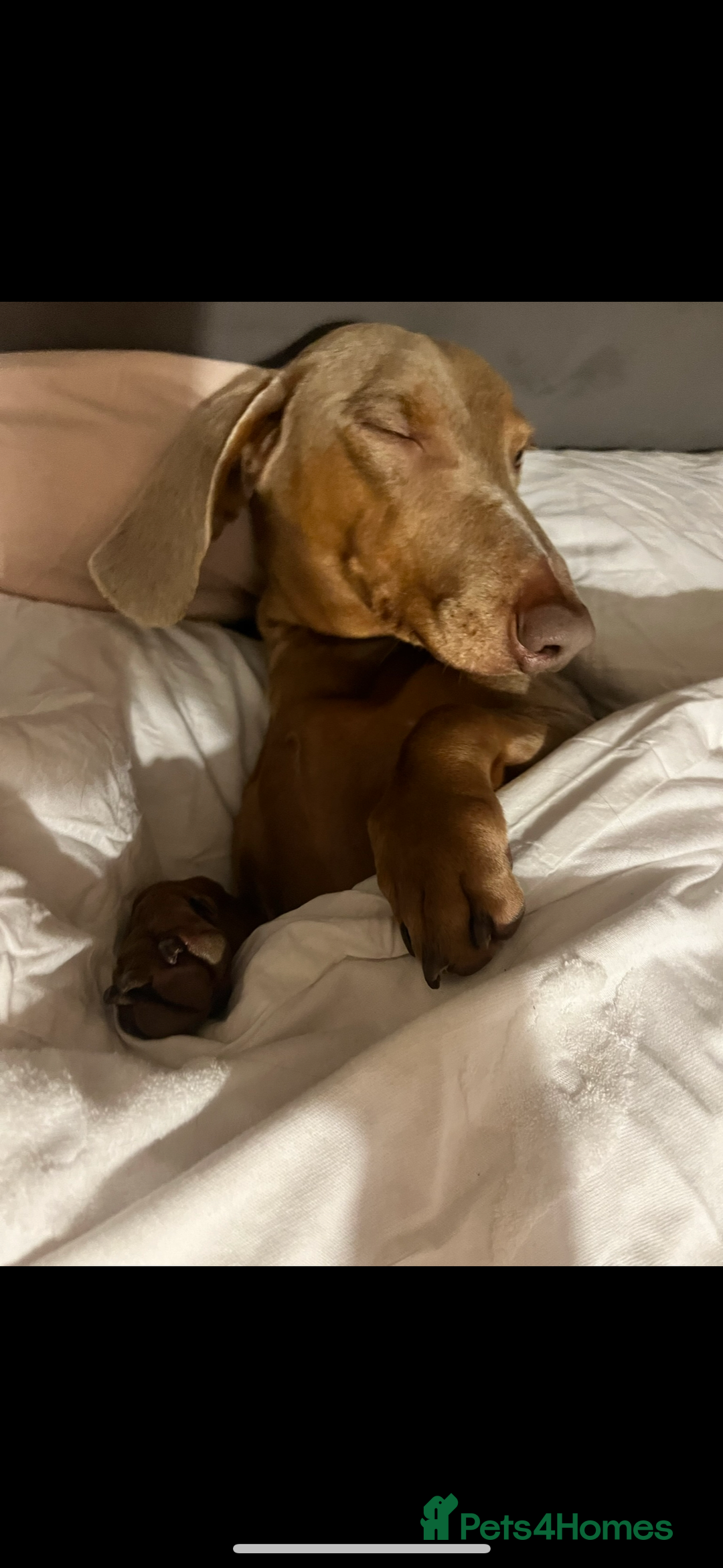 Dachshund dogs for sale: Male Dachshund for rehoming  - Image 3