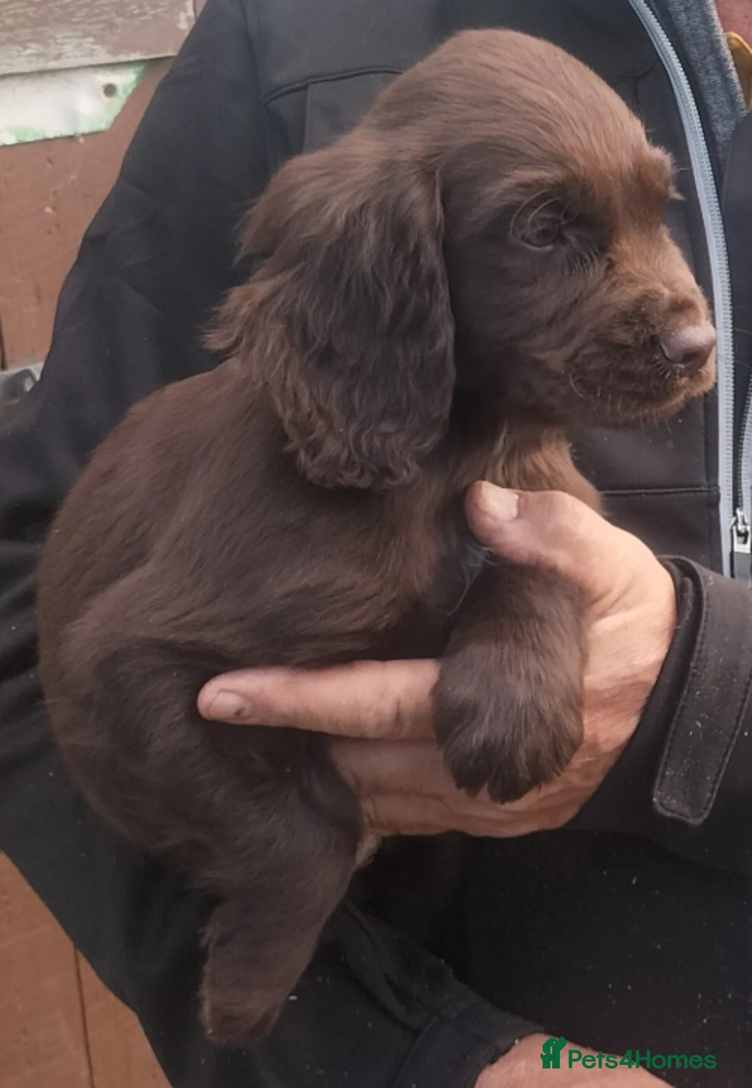 Cocker Spaniel dogs for sale: STUNNING COCKER SPANIEL PUPS  - Advert 11