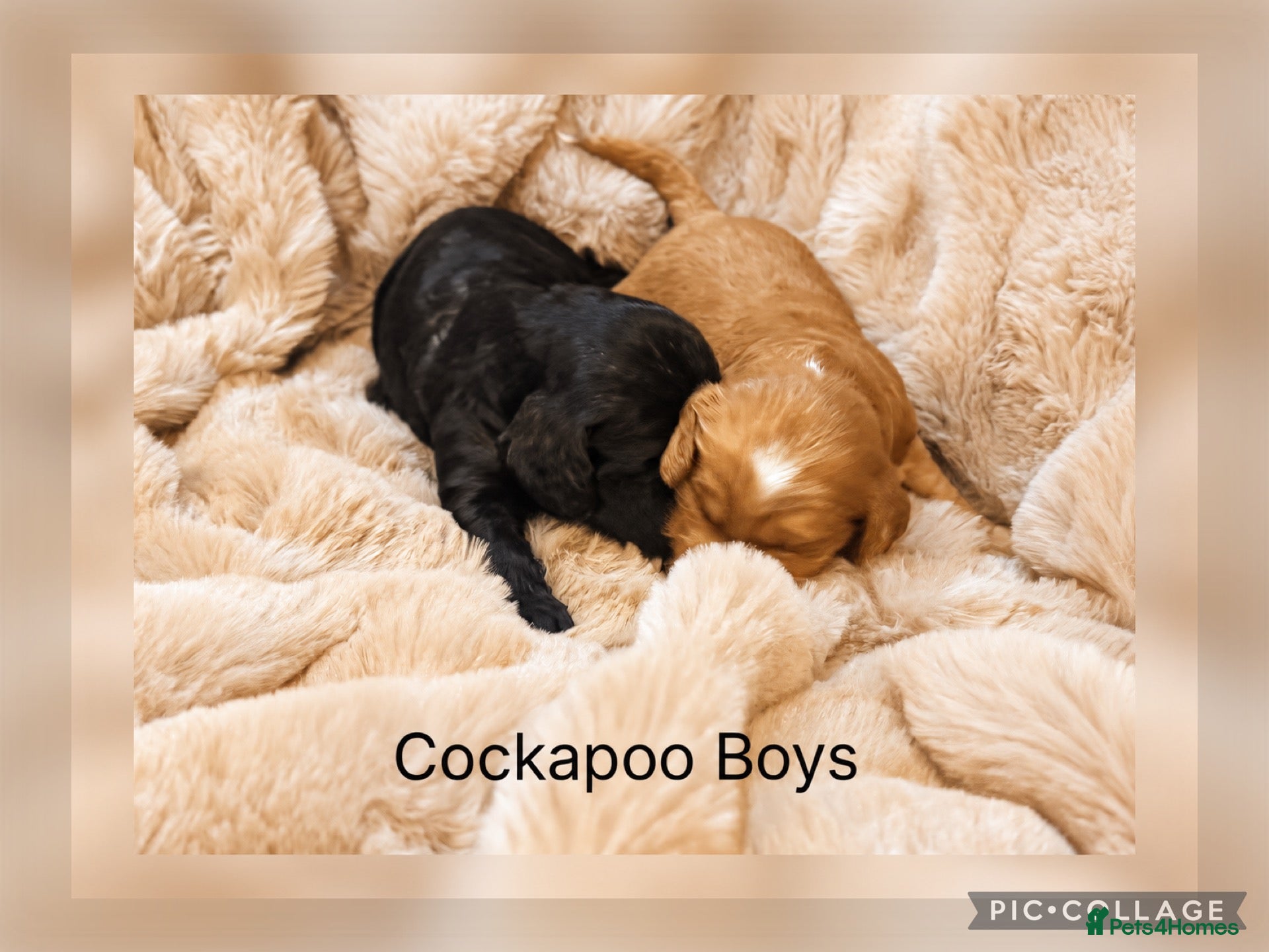 Cockapoo dogs F1 Gorgeous Cockapoo’s - Advert 2