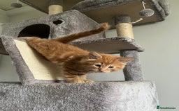 Mixed Breed cats for sale: Four beautiful playful kittens for sale  - Image 5