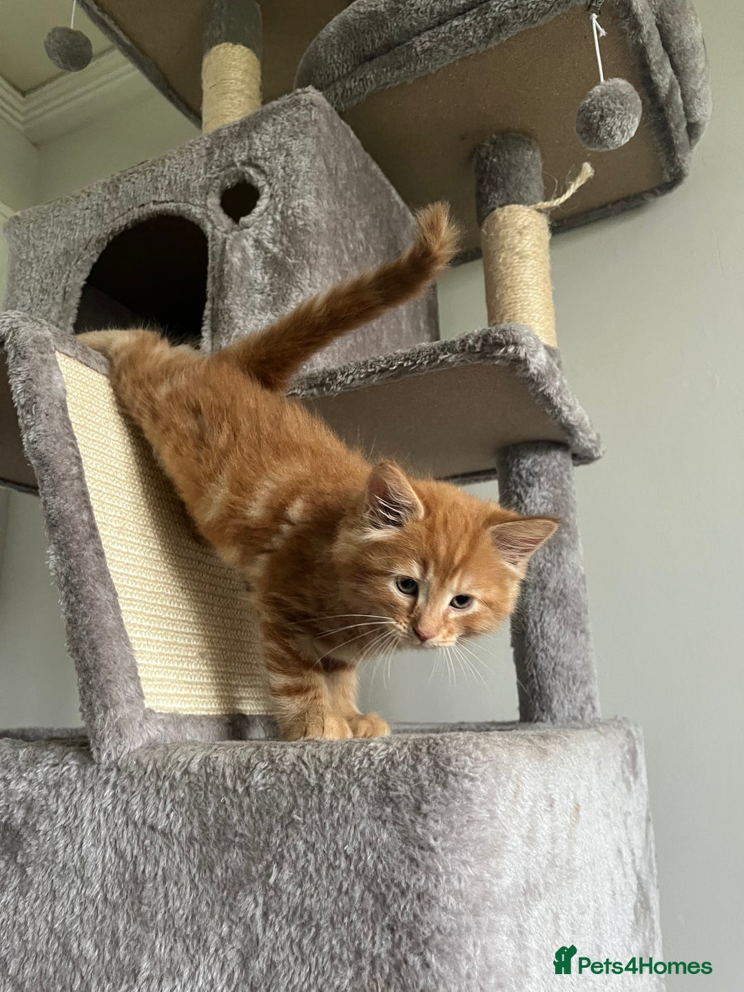Mixed Breed cats for sale: Four beautiful playful kittens for sale  - Image 5