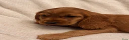 Cocker Spaniel dogs for sale: Red Show Type Cocker Spaniel puppies  - Advert 6