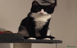 British Shorthair cats for sale: 8 month old Kitten Looking to be rehomed - Image 3