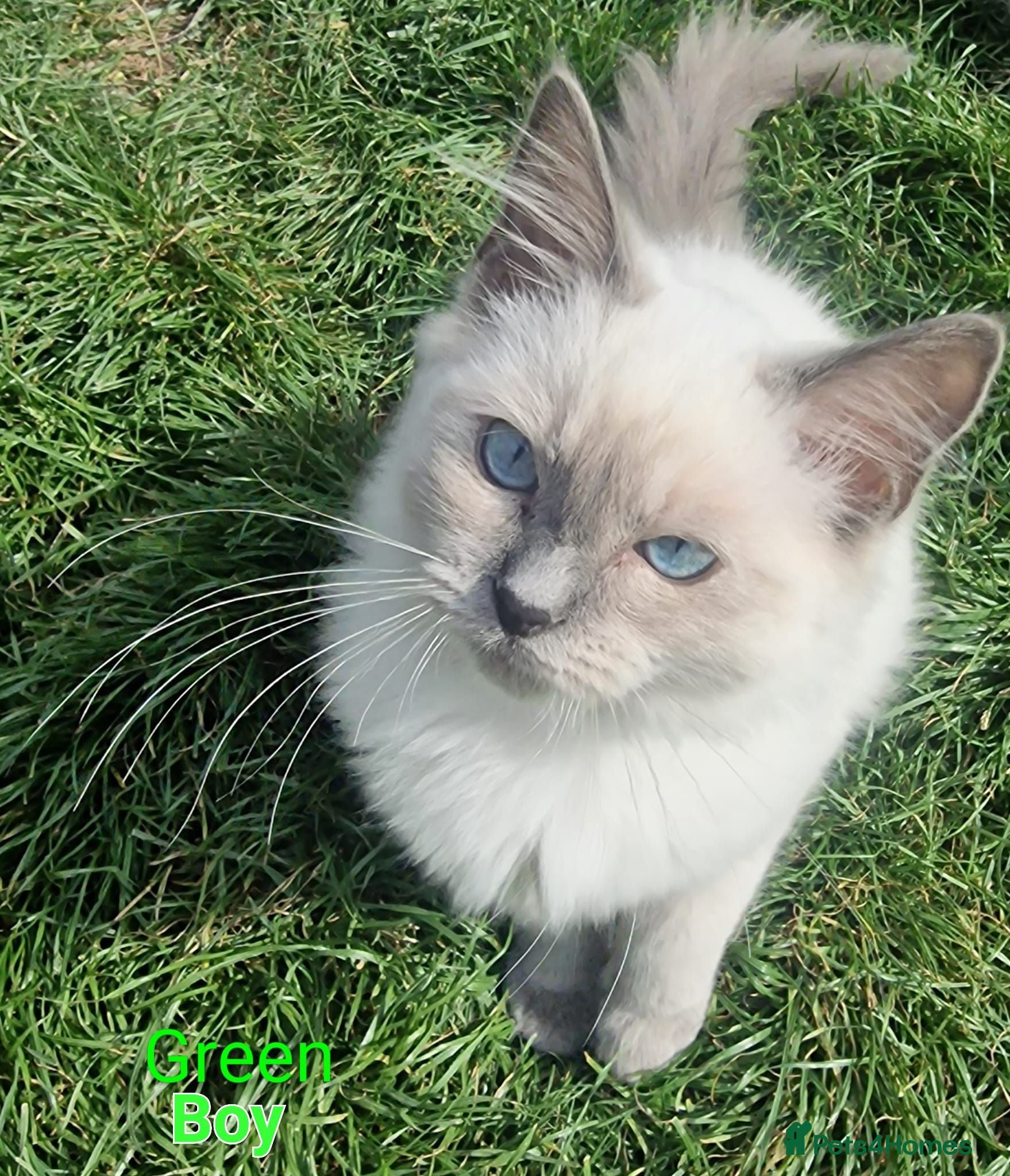 Ragdoll cats Ragdoll Kittens Ready For Forever Homes - Advert 2