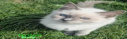 Ragdoll cats for sale: Ragdoll Kittens Ready For Forever Homes - Advert 4