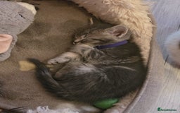 Russian Blue cats for sale: Russian Blue x - Image 14