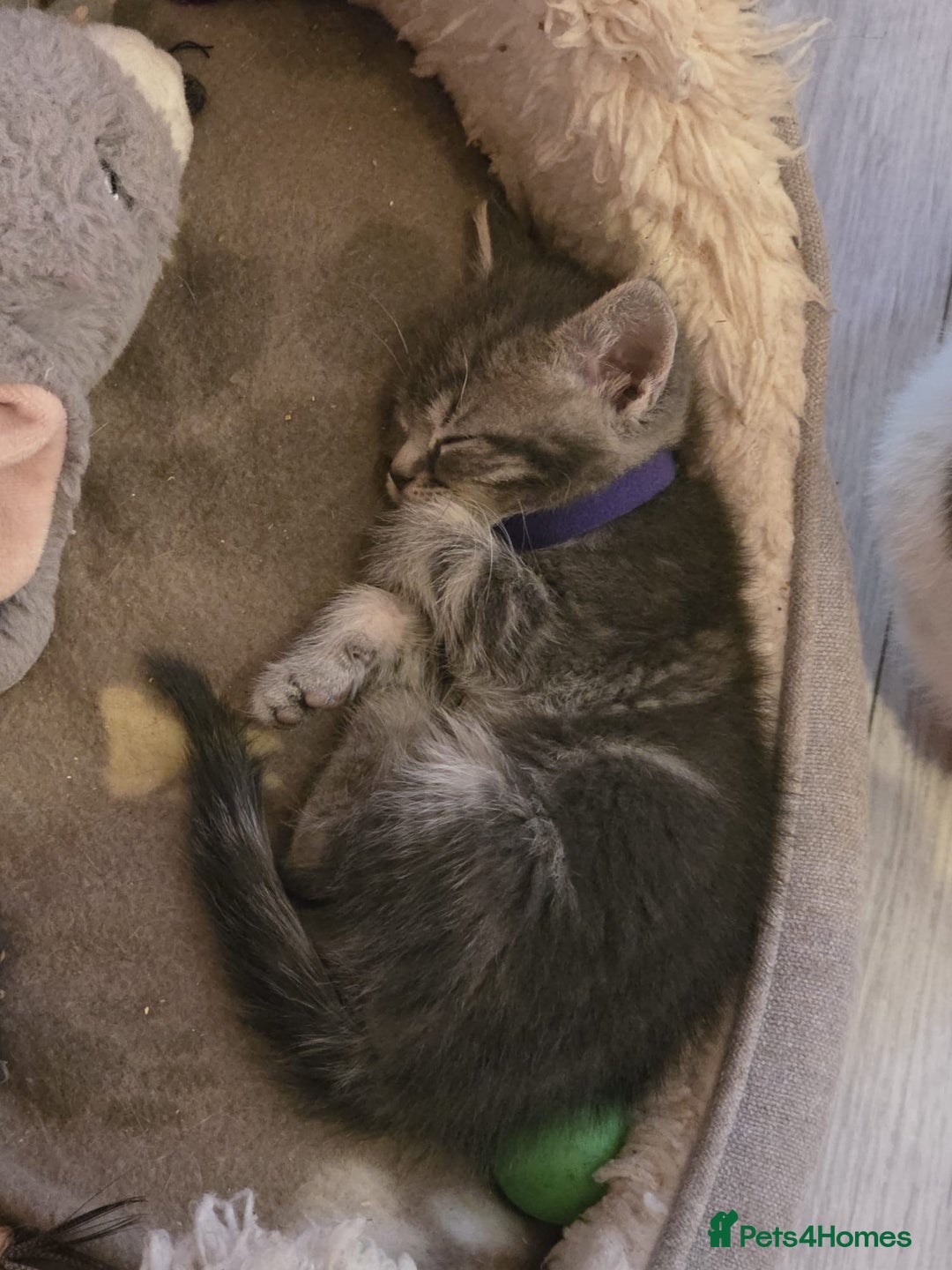 Russian Blue cats for sale: Russian Blue x - Image 14