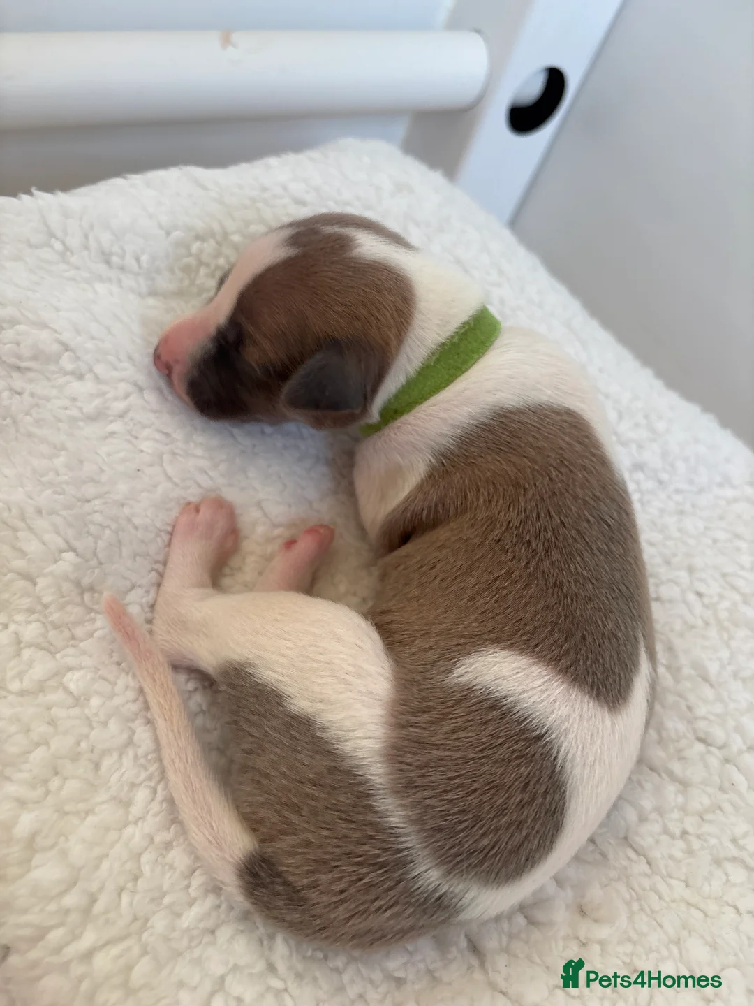 Whippet dogs for sale: 🌟 quality KC whippet pups 🌟 - Advert 14