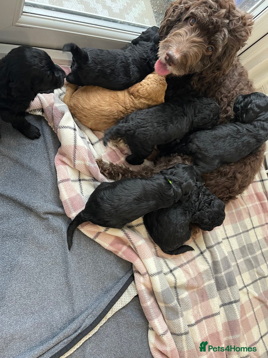 Labradoodle dogs for sale: ⭐️Miniature Multigen Labradoodle Puppies⭐️ - Advert 5