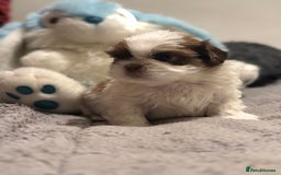 Shih Tzu dogs for sale: Shih Tzu  - Advert 1