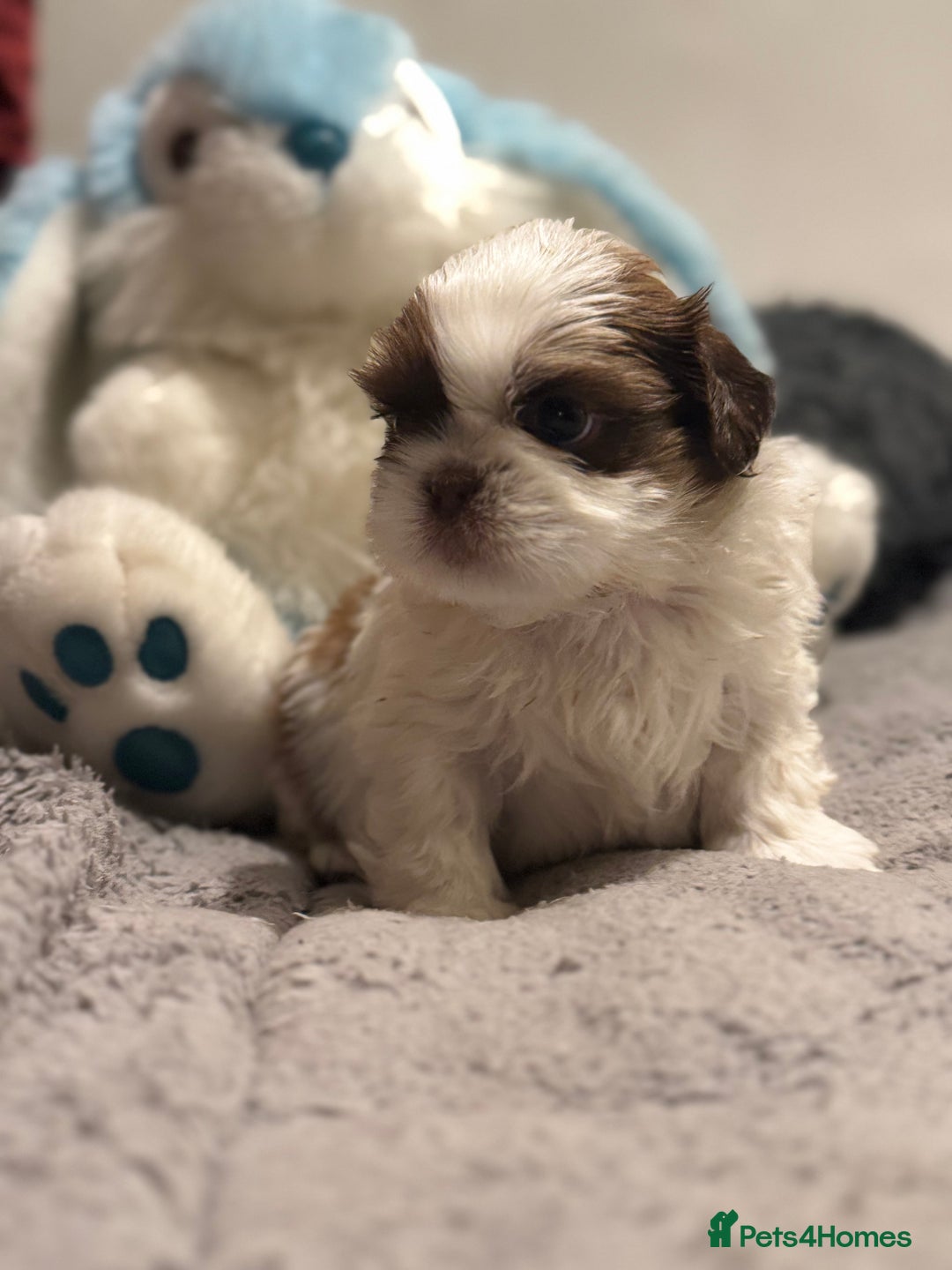 Shih Tzu dogs for sale: Shih Tzu  - Advert 1