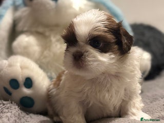 Shih Tzu dogs for sale: Shih Tzu - Advert 1