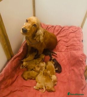 Cocker Spaniel dogs lyncham cocker spaniels - Advert 2