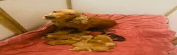 Cocker Spaniel dogs for sale: lyncham cocker spaniels - Advert 1