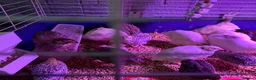 Quail poultry for sale: Quail  - Advert 2