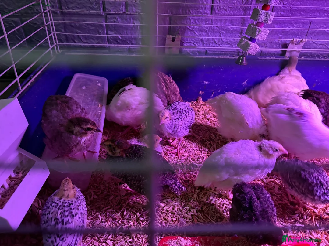 Quail poultry for sale: Quail  - Advert 2