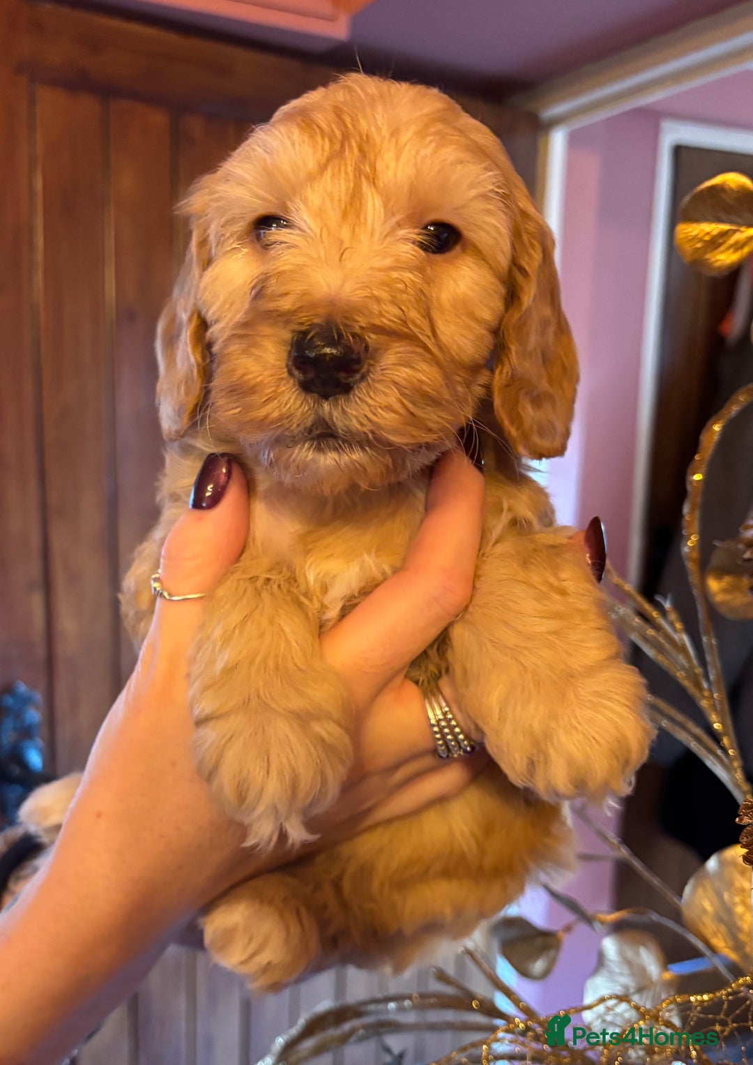 Cockapoo dogs for sale: Cockerpoo beauties - Advert 10