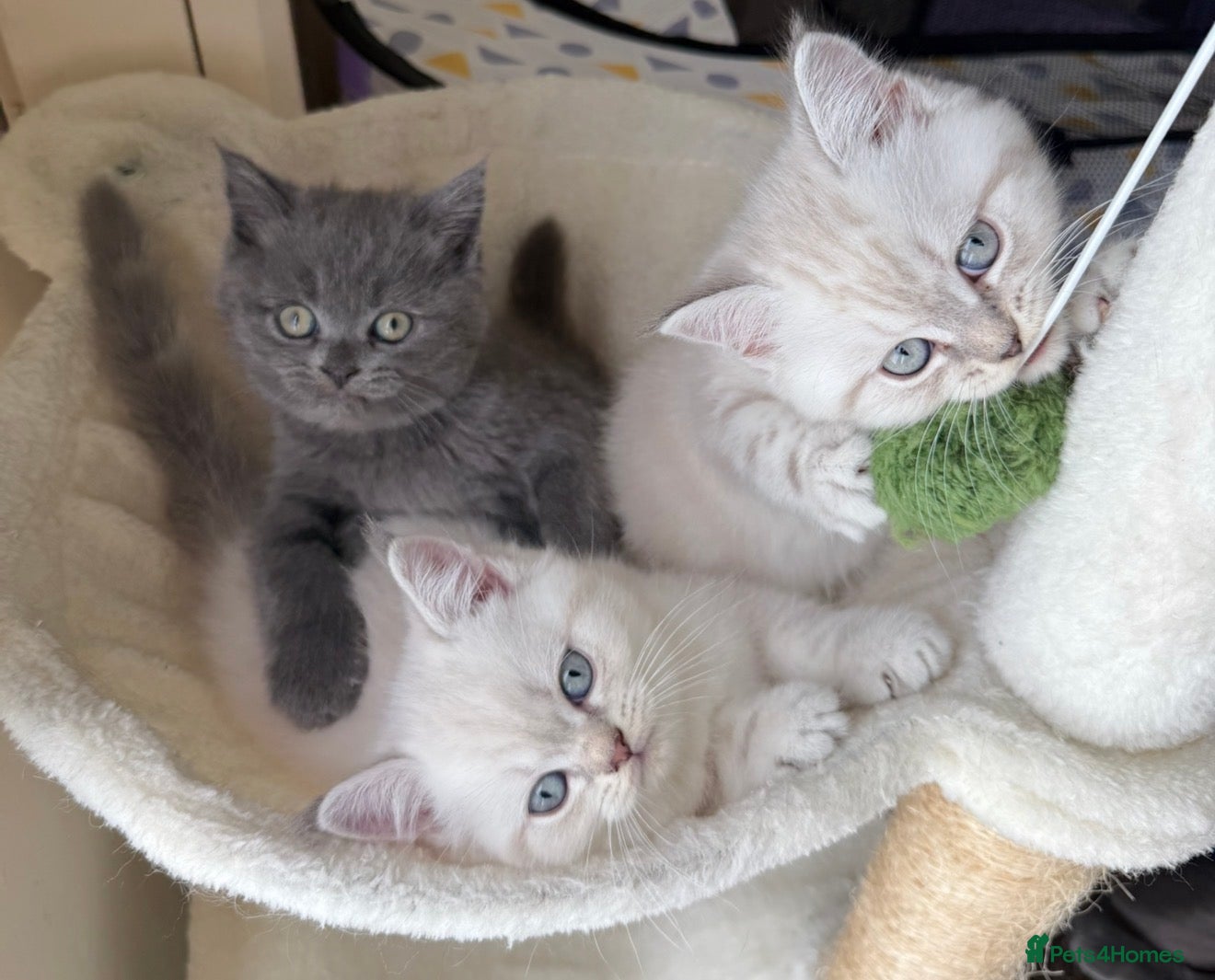 Scottish Fold cats Scottish fold / straight kittens  - Advert 11