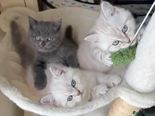 Scottish Fold cats Scottish fold / straight kittens - Advert 11