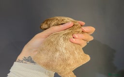 Goldendoodle dogs for sale: Superb litter of Mini Goldendoodle puppies  - Image 13