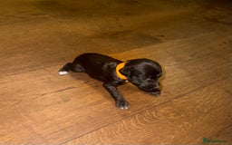 Mixed Breed dogs for sale: Stunning F1 Beddy Whippet Pups — Hearts Will Melt - Advert 16