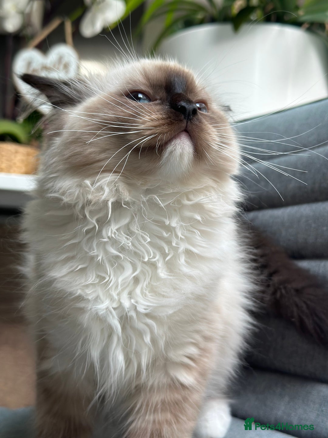 Ragdoll cats for sale: Rare European Chunky ragdolls - Image 15