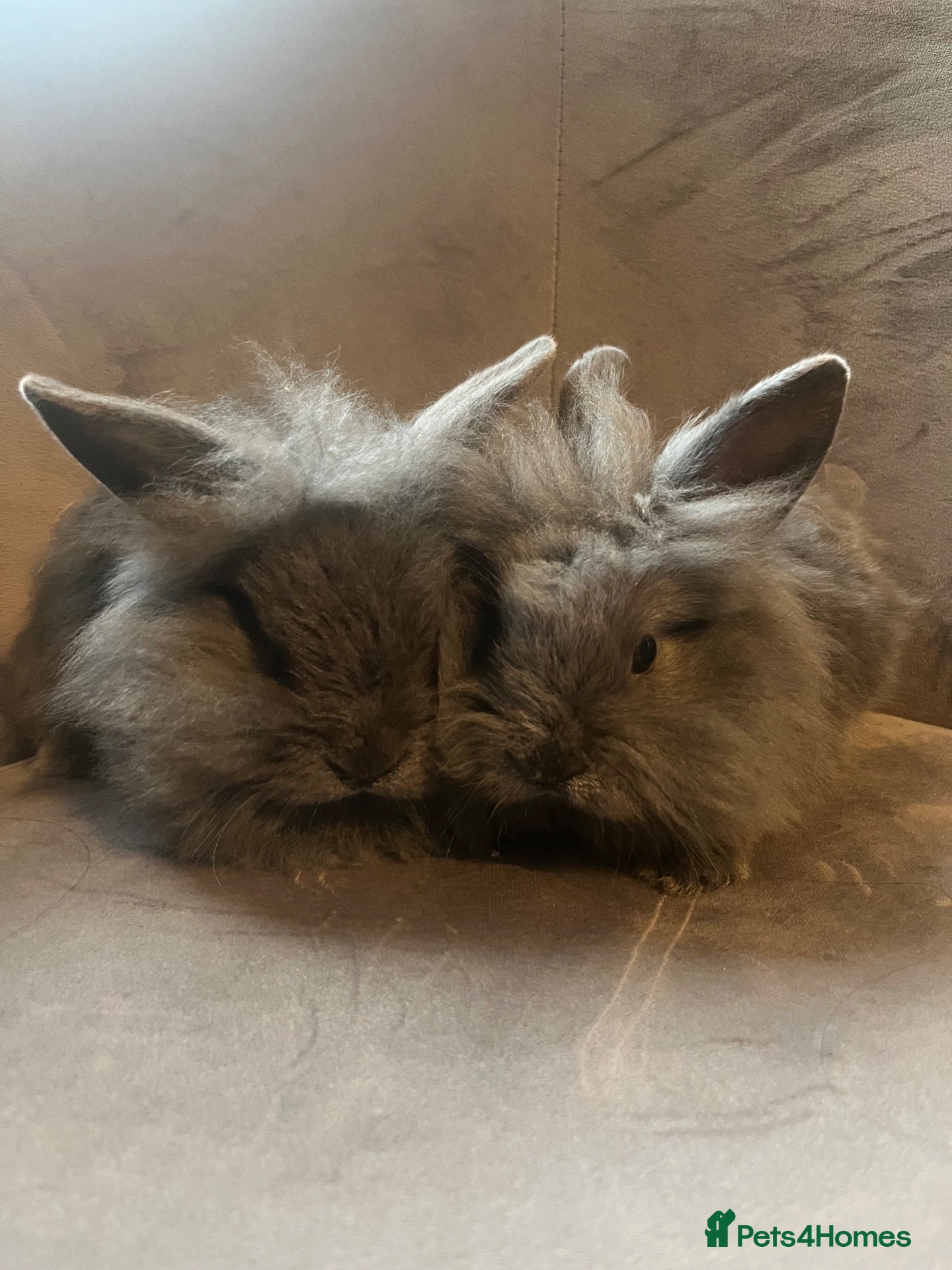 Mini Lion Lop rabbits Ready to go lionhead lops - Advert 2