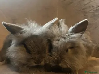 Mini Lion Lop rabbits Ready to go lionhead lops - Advert 2