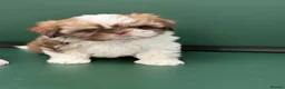 Shih Tzu dogs for sale: Highly Pedigreed Pure Breed Shih Tzu Puppies - Advert 12