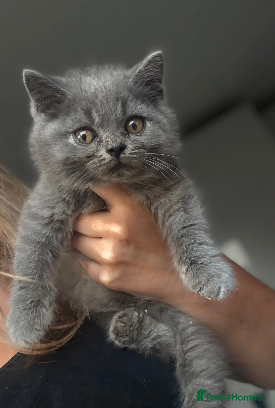 British Shorthair cats for sale: Stunning British shorthairs - champion bloodlines - Advert 2