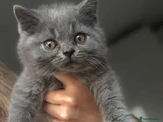 British Shorthair cats Stunning British shorthairs - champion bloodlines - Advert 9