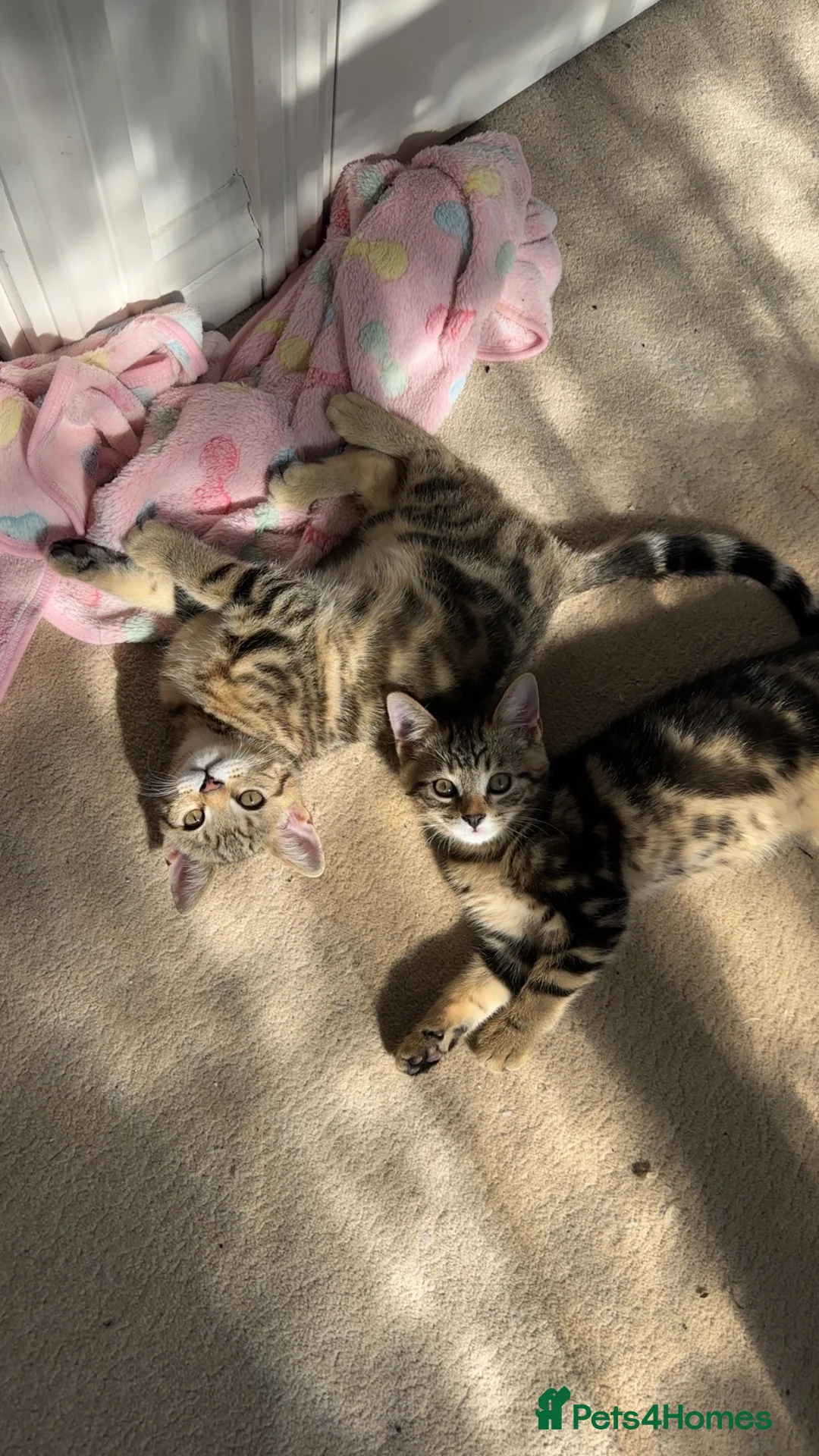 Mixed Breed cats for sale: Beautiful Tabby Kittens Looking for Loving Homes  in Dartford - Advert 2