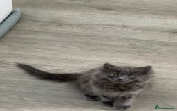 Mixed Breed cats for sale: Kitten for sale - Image 4