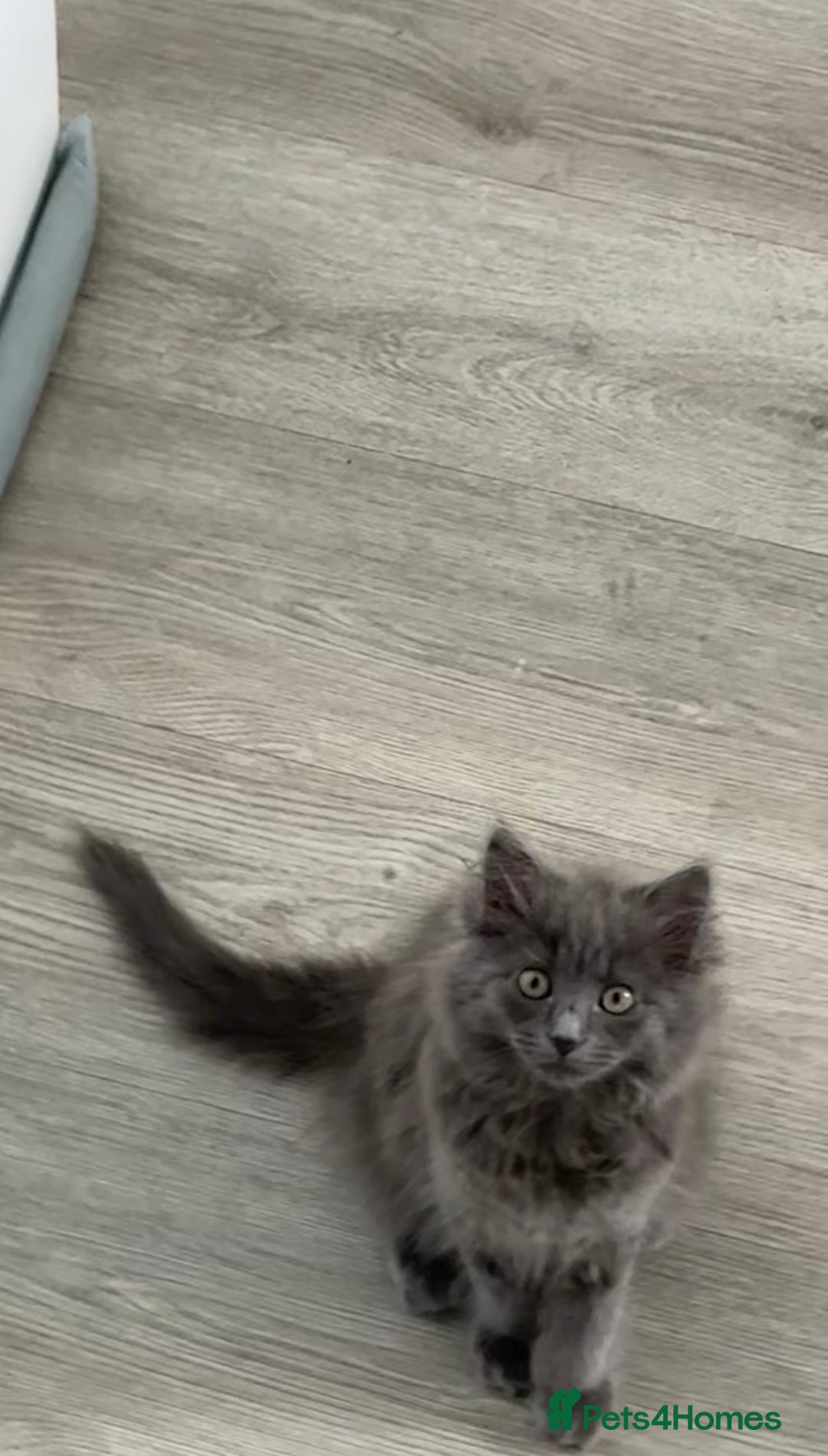 Mixed Breed cats for sale: Kitten for sale - Image 4