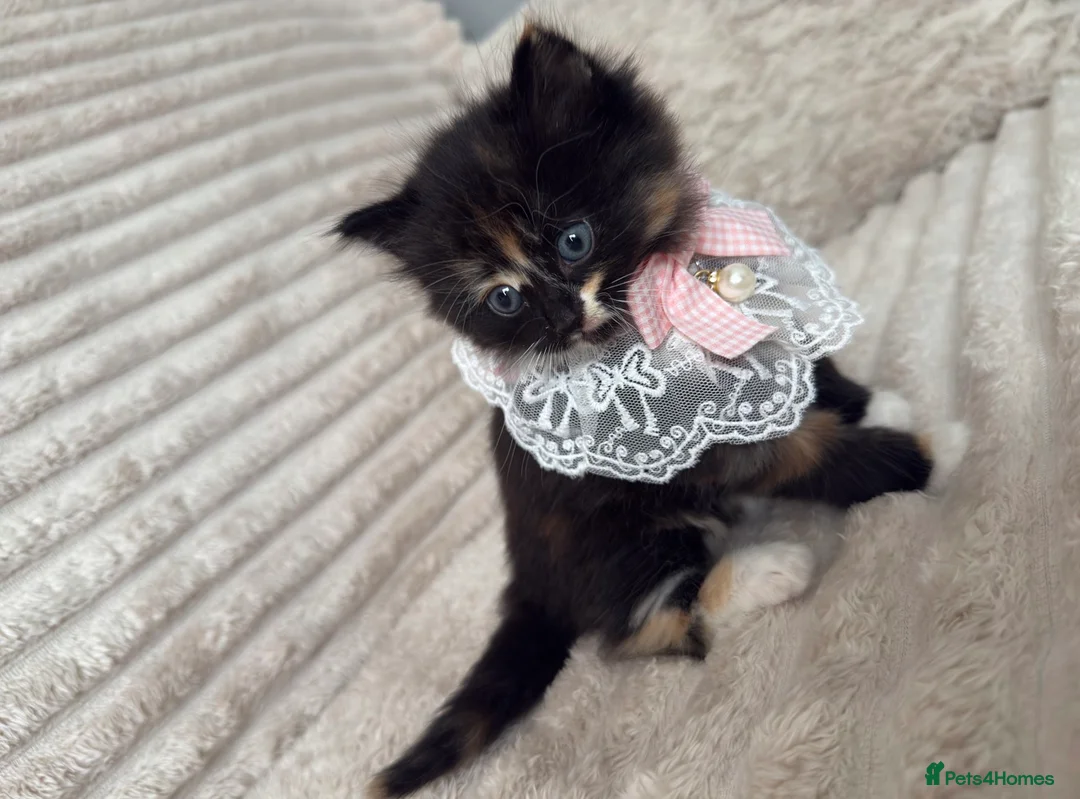 Mixed Breed cats for sale: Sweet kittens are looking for a new home. - Advert 19